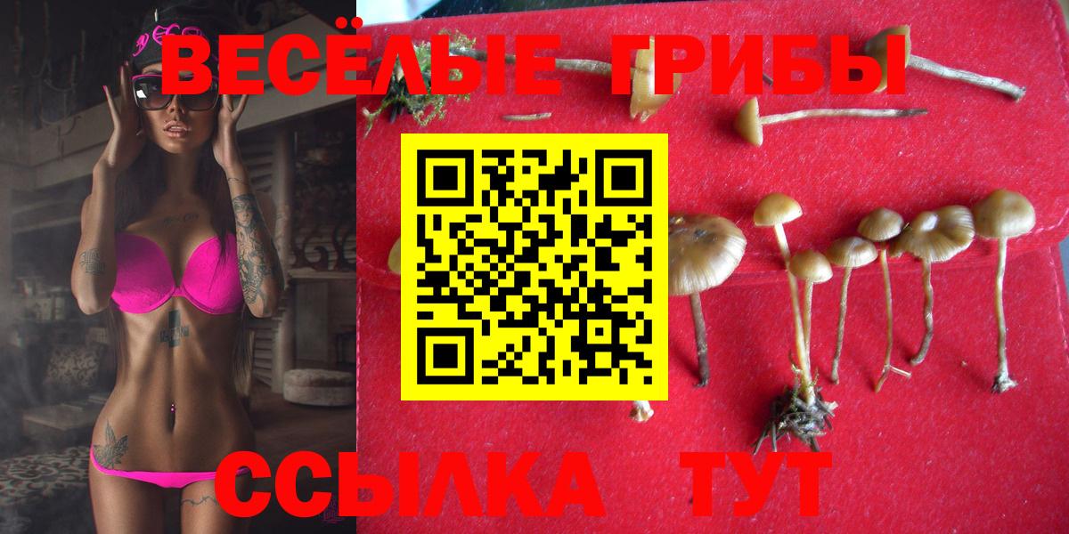 Галлюциногенные грибы Psilocybine cubensis Елец